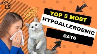Cat Facts | Be Amazed | The TOP 5 Most HYPOALLERGENIC Cats! 😻😺🐱
