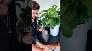 Lírio da paz no vaso autoirrigavel grande https://www.plantie.com.br/?utm_source=YTshorts