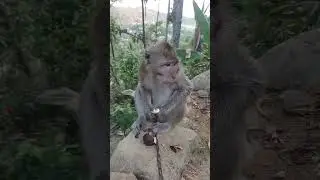 MONYET NYA MAKAN SALAK
