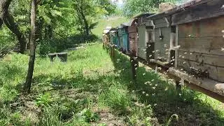 пчела активно работает на акации  2024 г