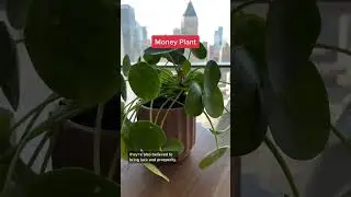 Four *LOW-MAINTENANCE* House Plants To Purify Your Air | Good Housekeeping