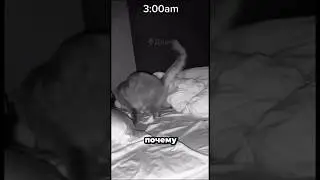 Кошка достает хозяйку #новости #shorts