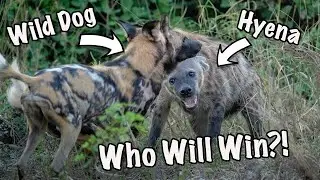 The Most Disturbing Animal Attack