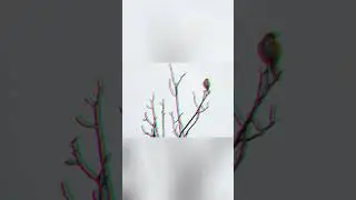 Неизвестный плод вырос на дереве 