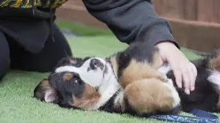 Unlimited Cuddles With Bernese Mountain Dog Puppy