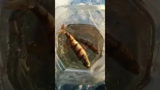 Лача Окуньки Lacha Perch