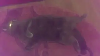 Севастьян