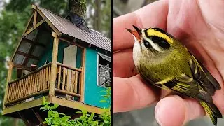 Finishing the treehouse (and saving a bird)