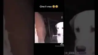 сыкун