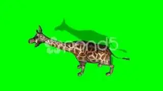 Giraffe Grazes - Green Screen