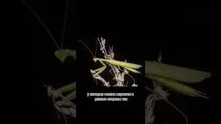 Богомолы — единственные насекомые, у которых... #наука #факты #познавательное