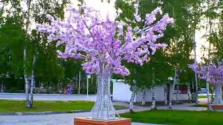 Сакура на севере расцвела!