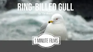 Ring-Billed Gull ~ 1 Minute Films