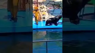 Морской лев. Большой Утриш.