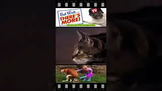 Bird Surprises Cat with Special Delivery
