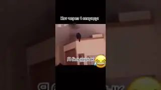 Кошачья мята.