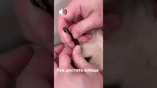 Как достать клеща.