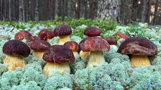 KARELIA rules! SIBERIA is jealous! Mushroom paradise 2021, Karelian style! The porcini mushrooms ...