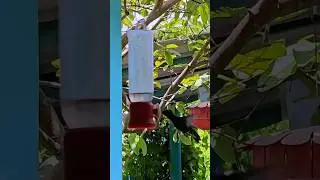 Kubańskie kolibry | Film z podróży | Colibries Cuba travel video #kuba #cuba #shorts