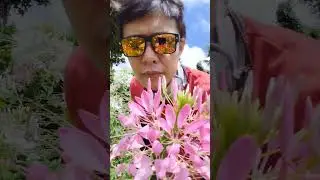 Unknown flower #shorts