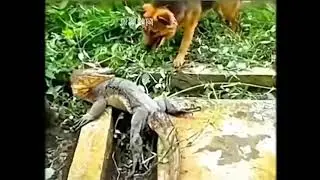 Dog vs Komodo