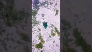 Sea life