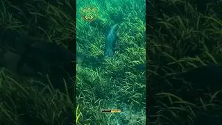 Danger in Clear water