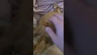 Леон чистюля ютубер