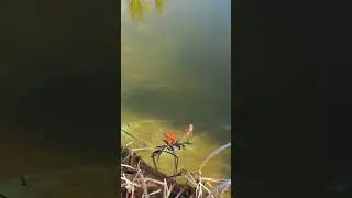2 покаления