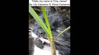 Hello my name is Tina, meow - SONG BY LILY FT. FIONA (LYRICS)