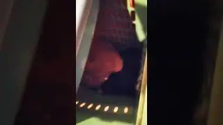 Не мешайте мне! #котики #смешныевидео #смешныекоты