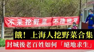 野菜也香啊！上海人挖野菜合集，封城後老百姓如何「絕地求生」？