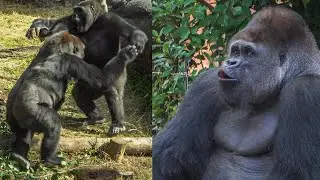 Don't underestimate the strength of your mom. Haoko hoots to Momoko｜Gorillas｜UENO ZOO｜ゴリラの母は強い｜上野動物園