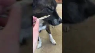 Border collie boxer doesn't like fish
