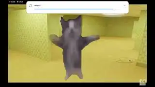 кот шнап флексит в разных местах