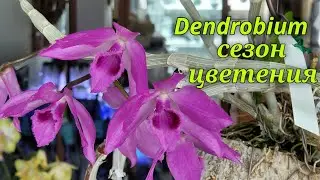 Dendrobium. Сезон цветения продолжается.2часть.2023г.