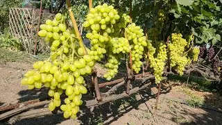 Grapes 
