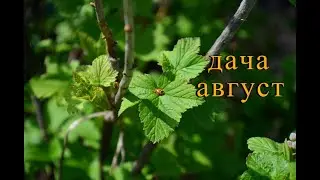ДАЧА. Последние тёплые дни АВГУСТА