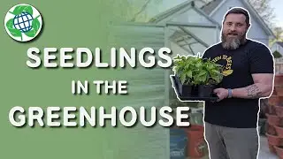 Moving Seedlings to the Greenhouse