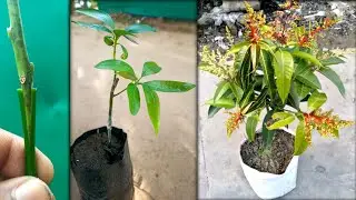 New Technique Stone Grafting Mango tree | Mango plant grafting full success