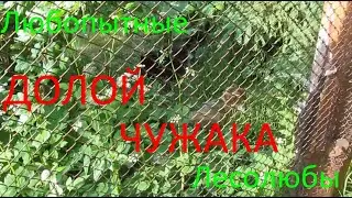 Черный кот прогнал оккупанта