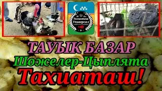 🐓 ТАУЫК БАЗАР🐤 ПТИЧИЙ РЫНОК 