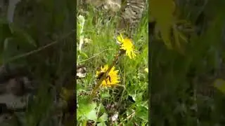 МОХНАТЫЙ ШМЕЛЬ БУРИНОТ ИЛИ БОМБУС  🐝 В поисках ШМЕЛЬНОГО 
