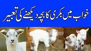 khwab mein bakri ka bacha dekhnay ki tabeer