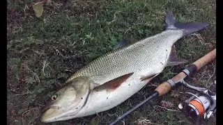 Трофейная триада Жерех Линь Окунь база Ахтуба Русская рыбалка 3.7.5