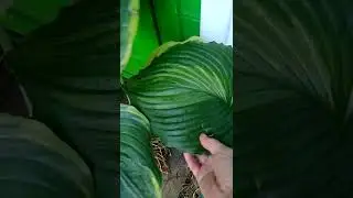 Заказ для Ташкента