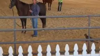 И тут как прыгнет кот на коня!