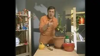 Лимон зимой
