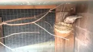 Breeding pastel bullfinches. Dompfaff PASTELS