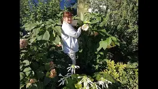 Моя БРУГМАНСИЯ в открытом грунте.